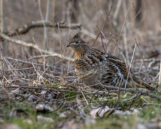 Ruffed Grouse