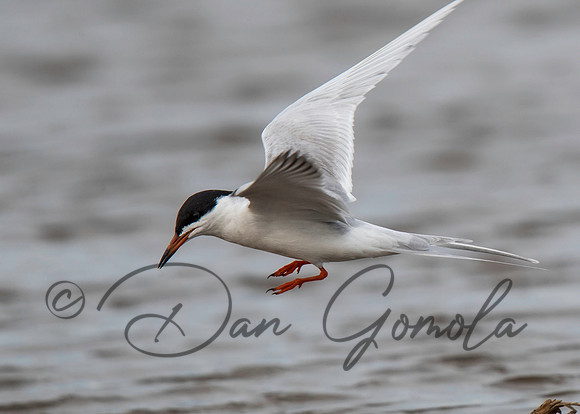 Forster's Tern