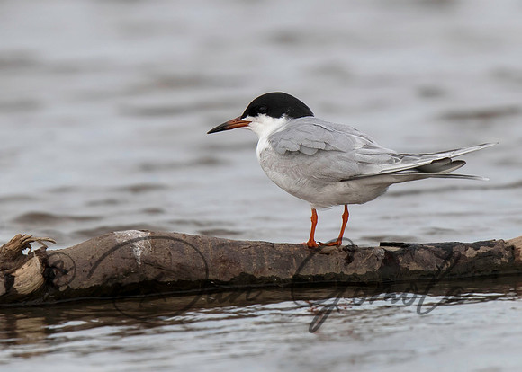 Forster's Tern