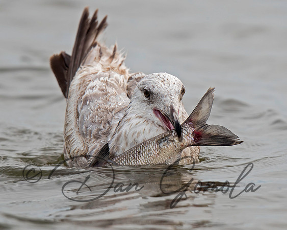 Ring-billed Gull