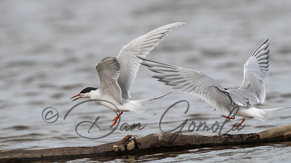 Forster's Tern