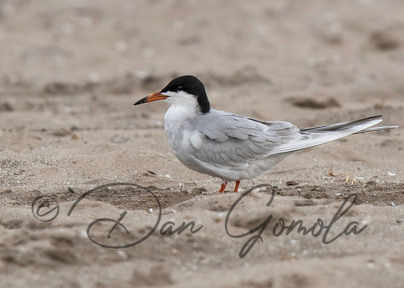 Forster's Tern