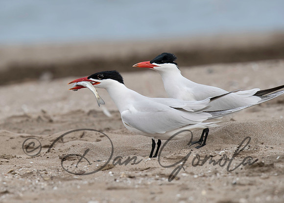 Caspian Tern