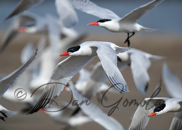 Caspian Tern