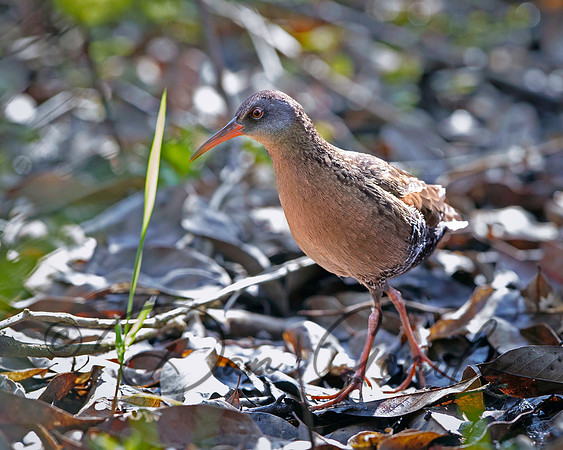 Virginia Rail