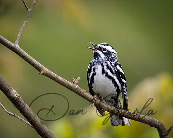 Black-and-white Warbler