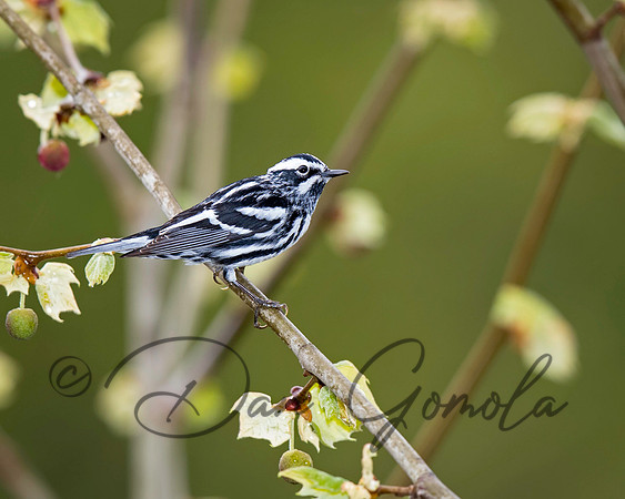 Black-and-white Warbler