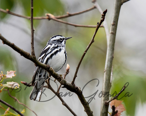 Black-and-white Warbler