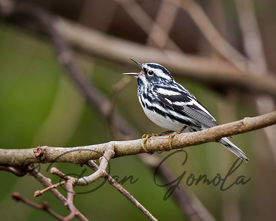 Black-and-white Warbler