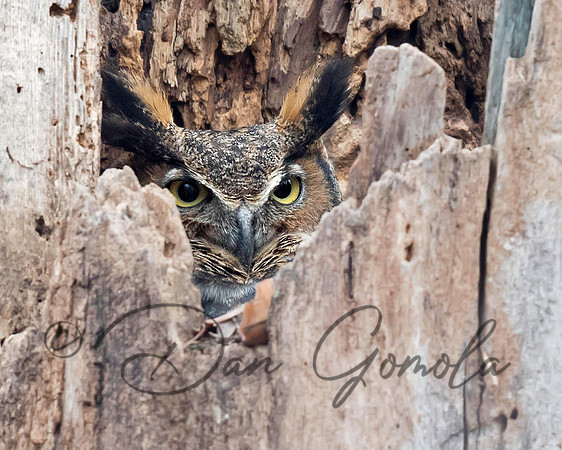 Great-horned Owl