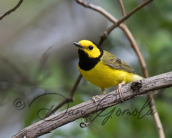 Hooded Warbler