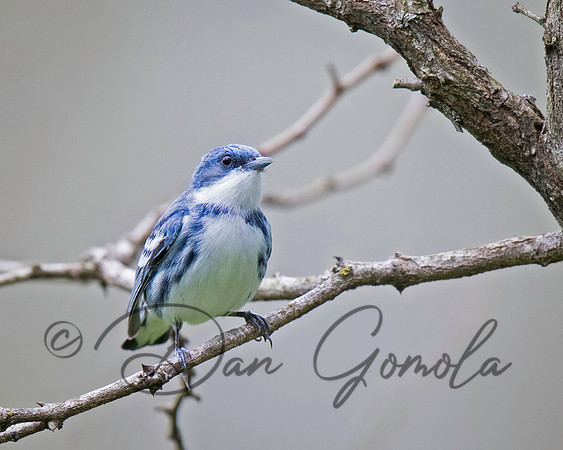 Cerulean Warbler