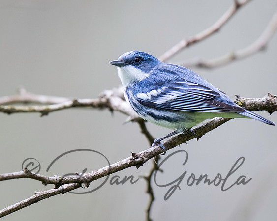Cerulean Warbler