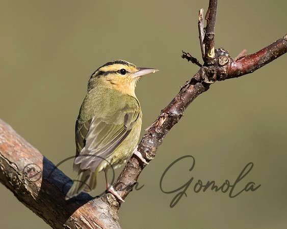 Worm-eating Warbler