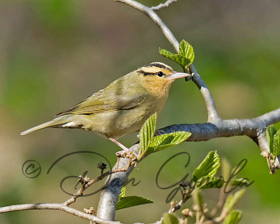 Worm-eating Warbler