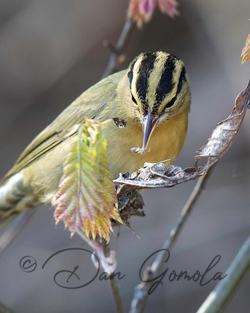 Worm-eating Warbler