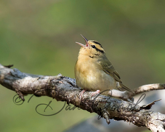 Worm-eating Warbler