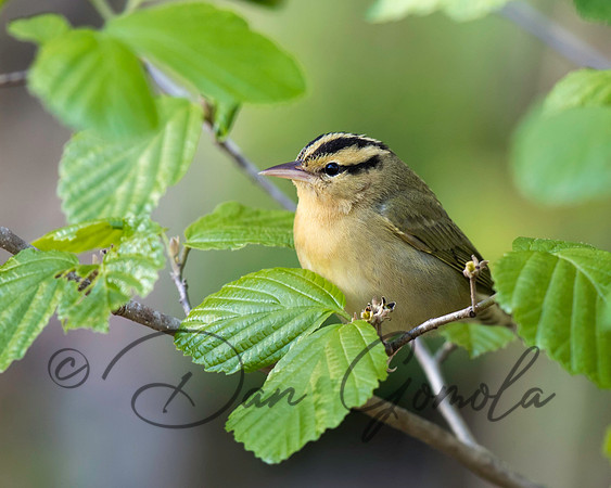 Worm-eating Warbler