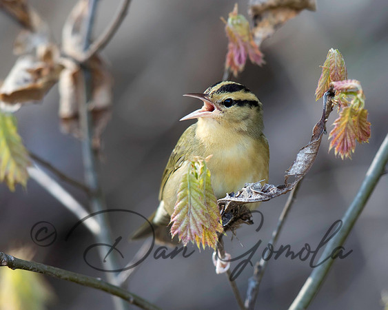 Worm-eating Warbler
