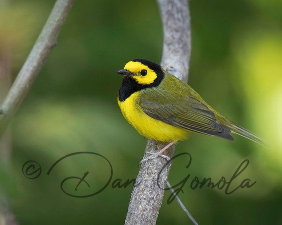 Hooded Warbler