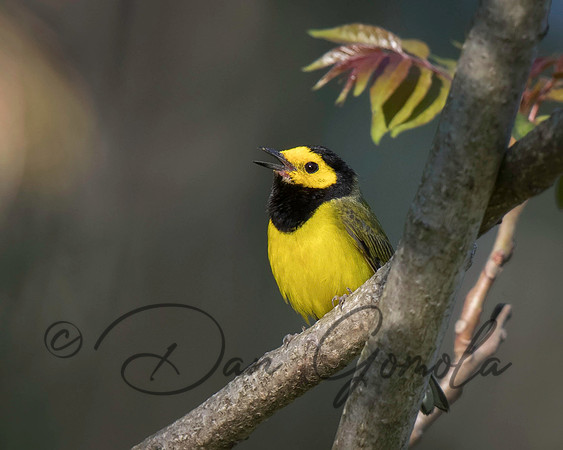 Hooded Warbler