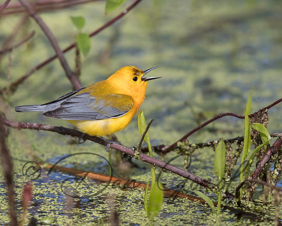 Prothonotary Warbler