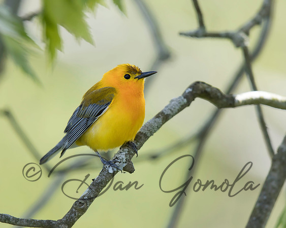Prothonotary Warbler