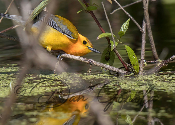 Prothonotary Warbler