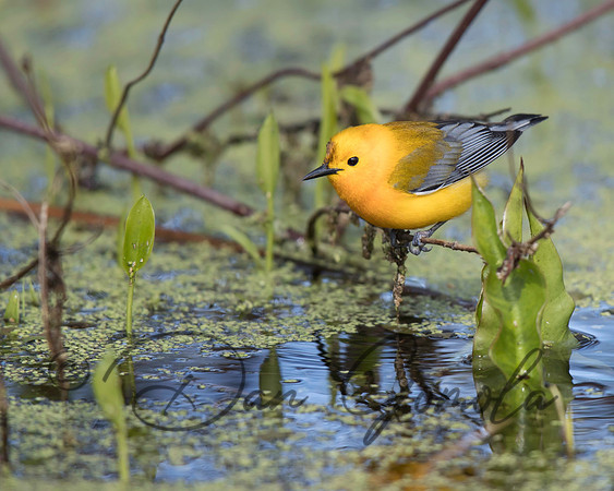 Prothonotary Warbler
