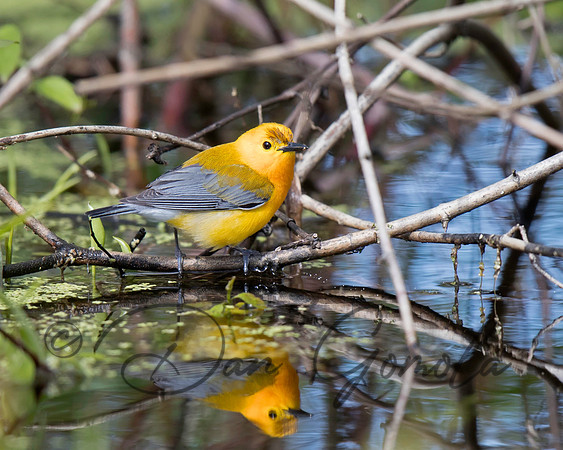 Prothonotary Warbler