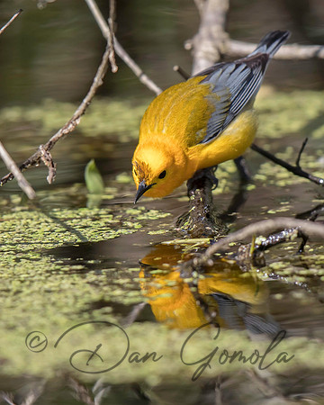Prothonotary Warbler