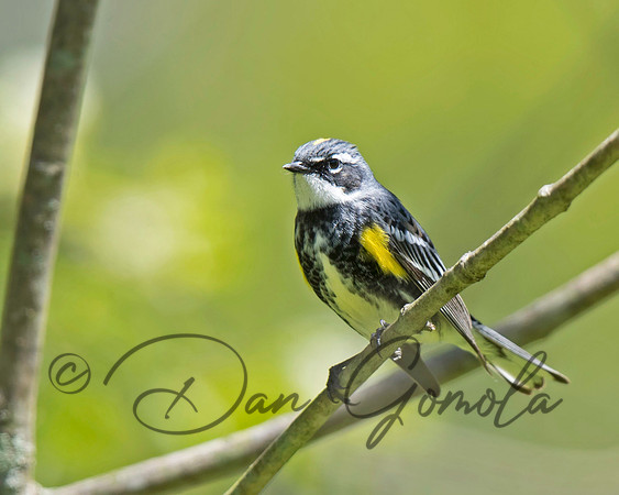Yellow-rumped Warbler