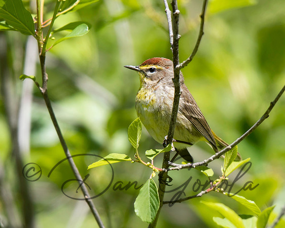 Palm Warbler