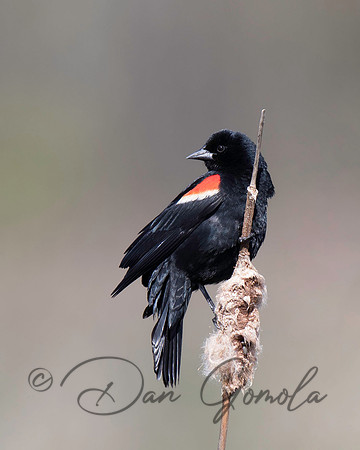 Red-winged Blackbird