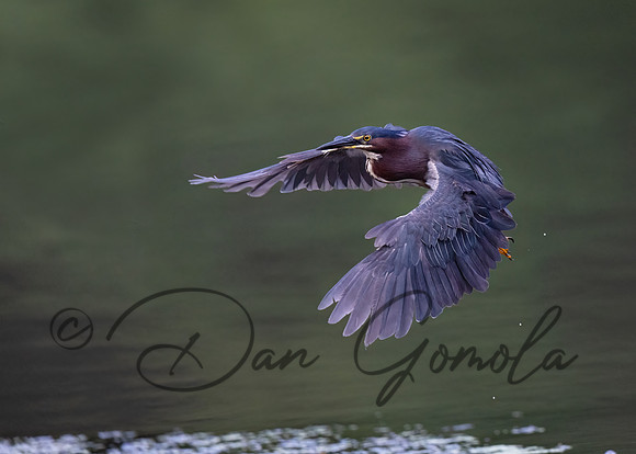 Green Heron
