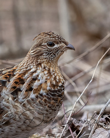 Ruffed Grouse