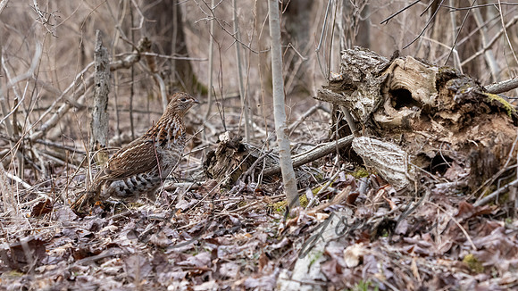 Ruffed Grouse