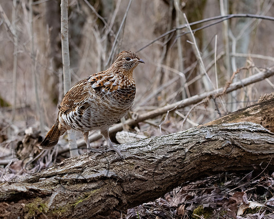 Ruffed Grouse