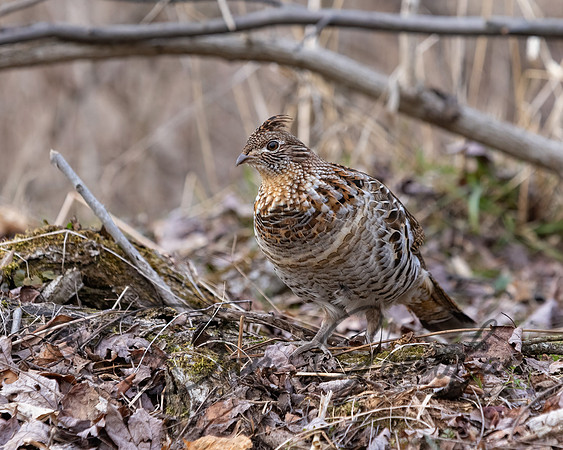 Ruffed Grouse