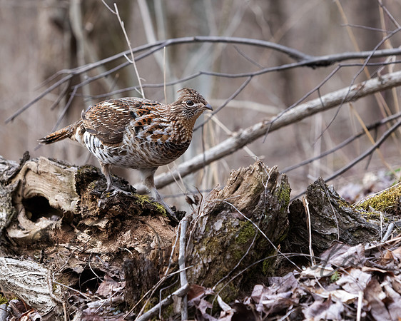 Ruffed Grouse