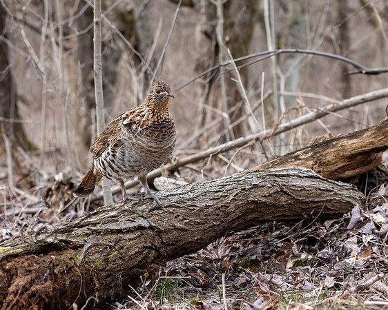 Ruffed Grouse