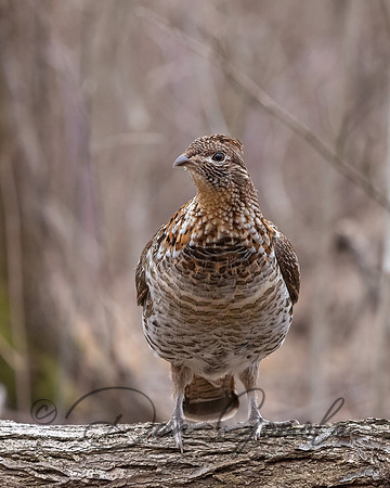 Ruffed Grouse