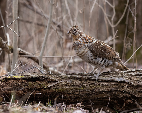 Ruffed Grouse