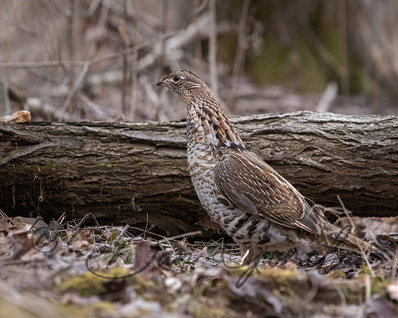 Ruffed Grouse