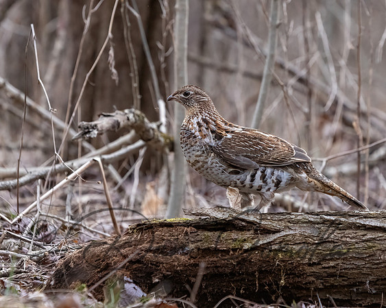 Ruffed Grouse