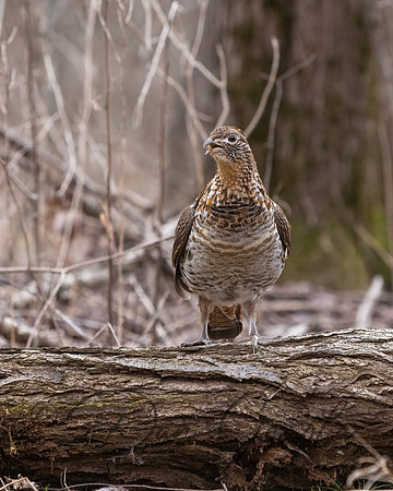 Ruffed Grouse