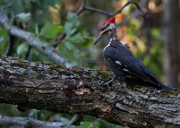Pileated Woodpecker