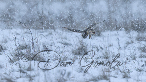 Short-eared Owl