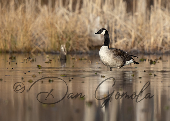 Canada Goose