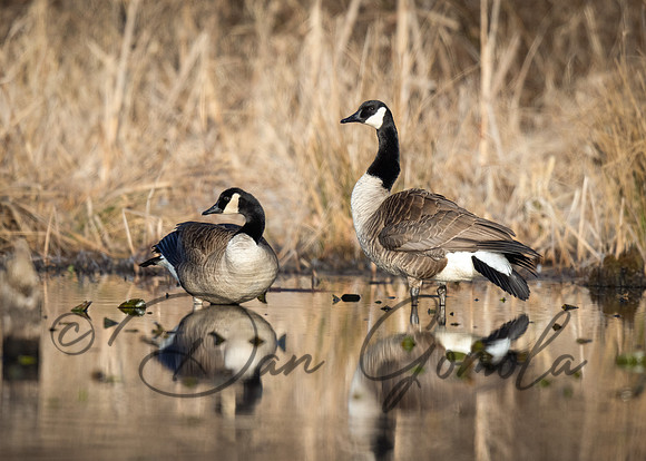 Canada Goose